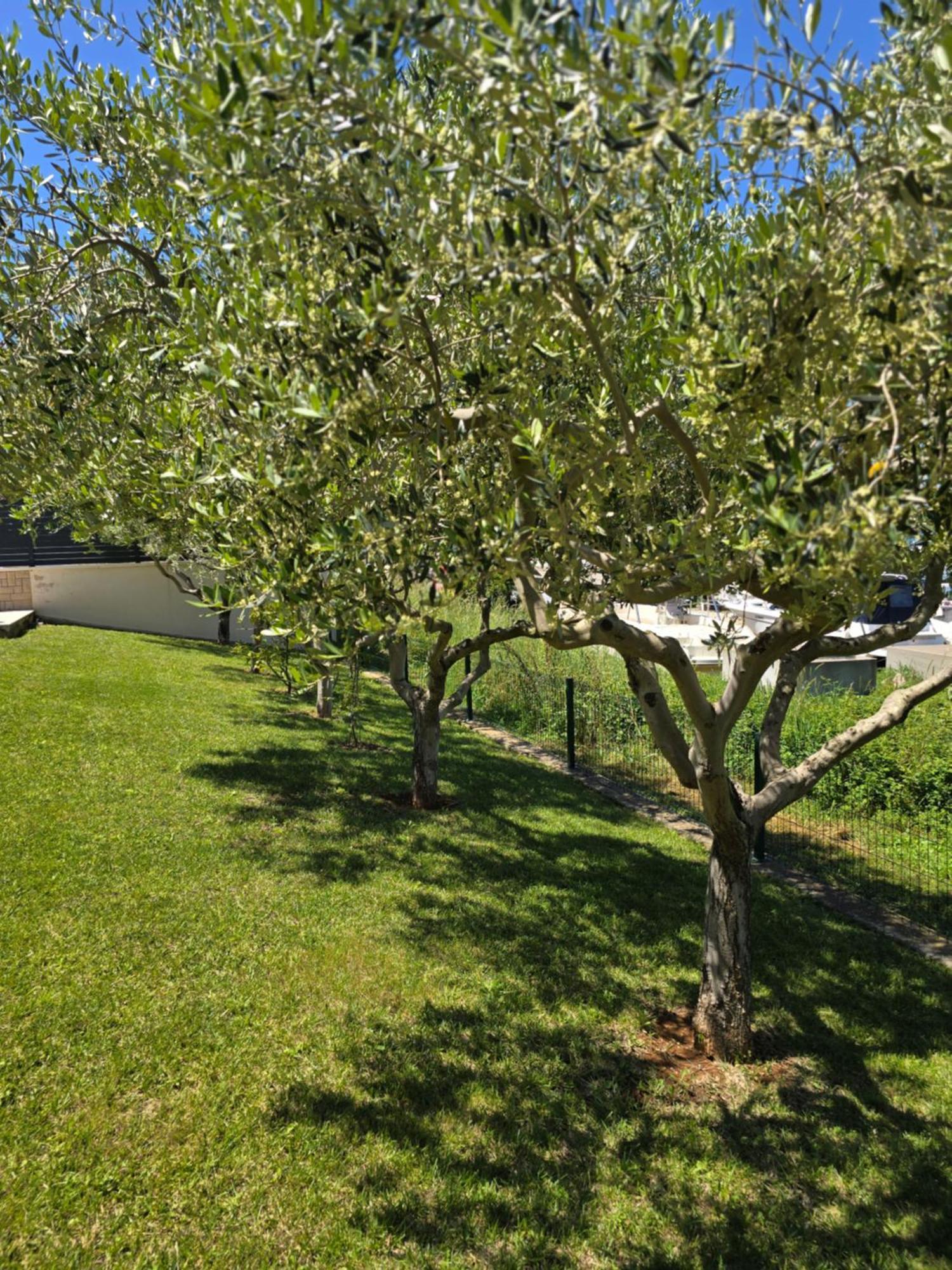 Olive Garden, Apartment With A Private Pool Banjole Exteriér fotografie